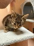Scree, adopted, Kitten Male Domestic Short Hair.