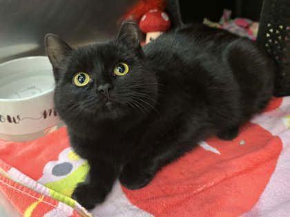 Jambalaya — thumbnail 2