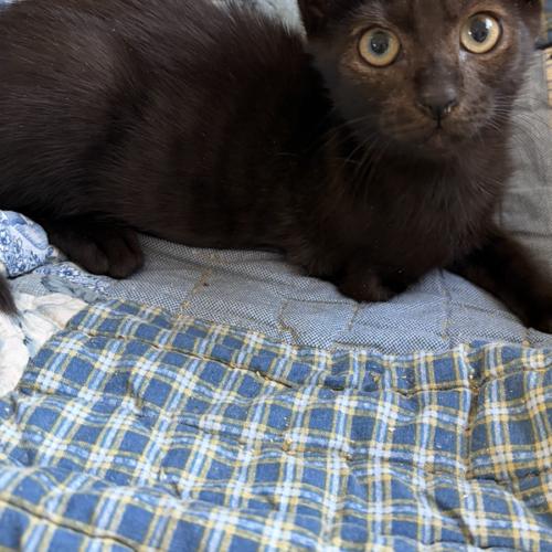Enlarge Minnie 2, a Adoptable Domestic Short Hair in Tampa, FL image 1/2