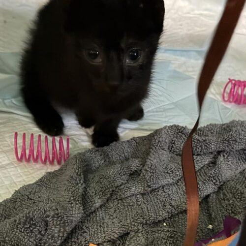 Enlarge Minnie 2, a Adoptable Domestic Short Hair in Tampa, FL image 2/2