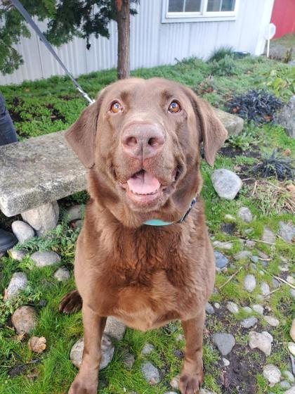 Enlarge Colby (In Foster), a Adoptable mixed breed in Camano Island, WA image 1/3