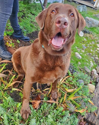 Enlarge Colby (In Foster), a Adoptable mixed breed in Camano Island, WA image 2/3