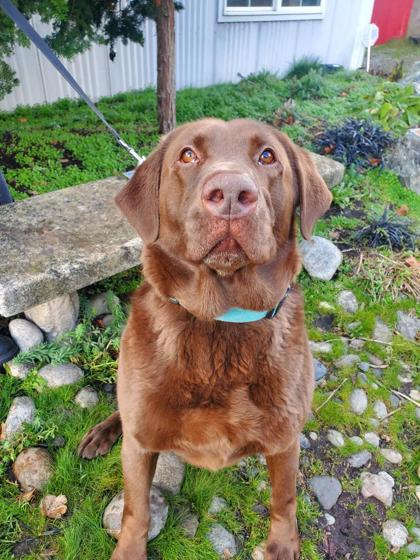 Enlarge Colby (In Foster), a Adoptable mixed breed in Camano Island, WA image 3/3