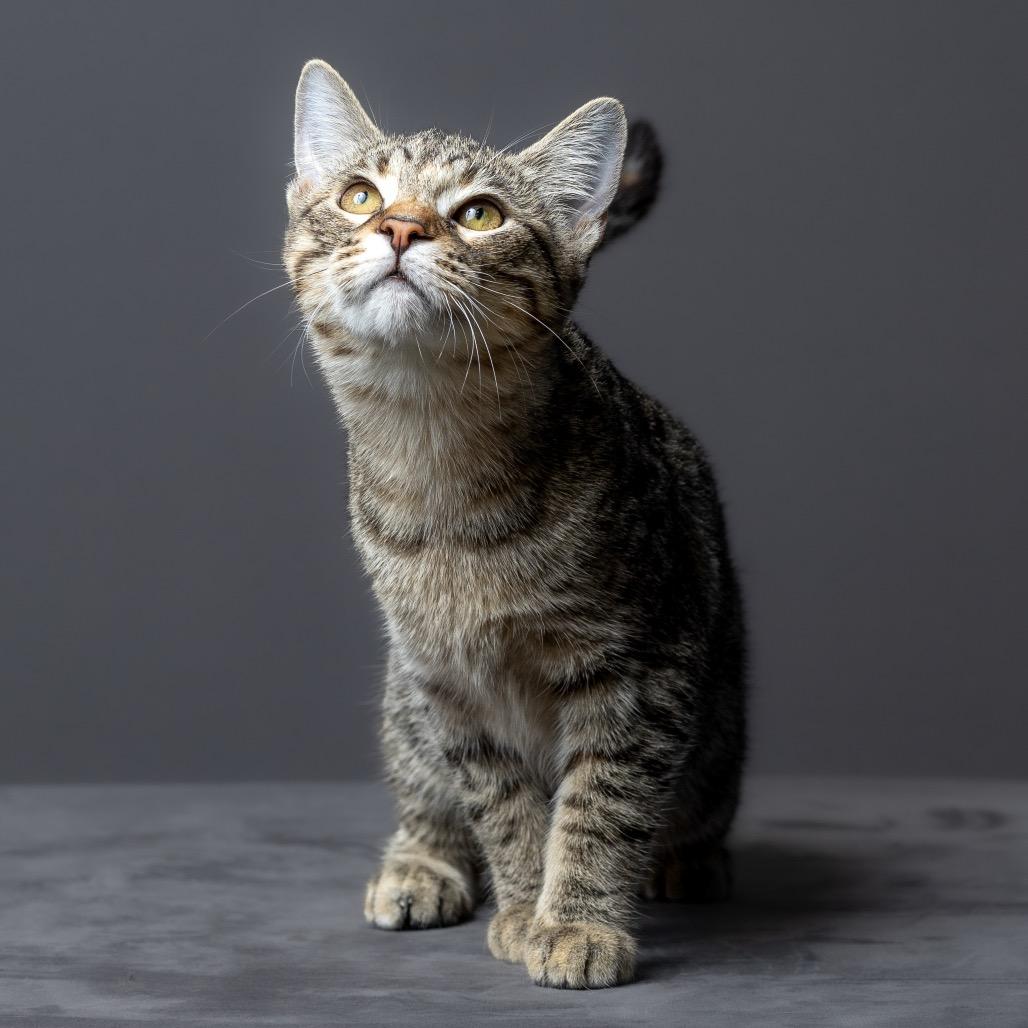 Twyla, Adoptable, Young Female Domestic Short Hair.