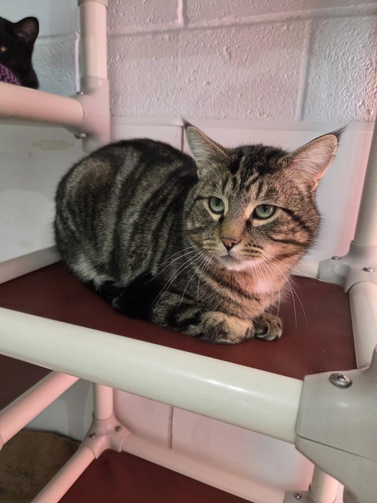 Sprout, Adoptable, Adult Male Domestic Short Hair.