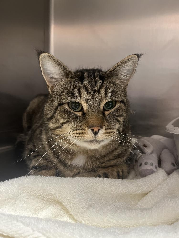 Enlarge Sprout, a Adoptable Domestic Short Hair in Salmon, ID image 1/1