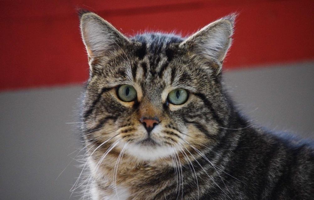 Enlarge Sprout, a Adoptable Domestic Short Hair in Salmon, ID image 3/3