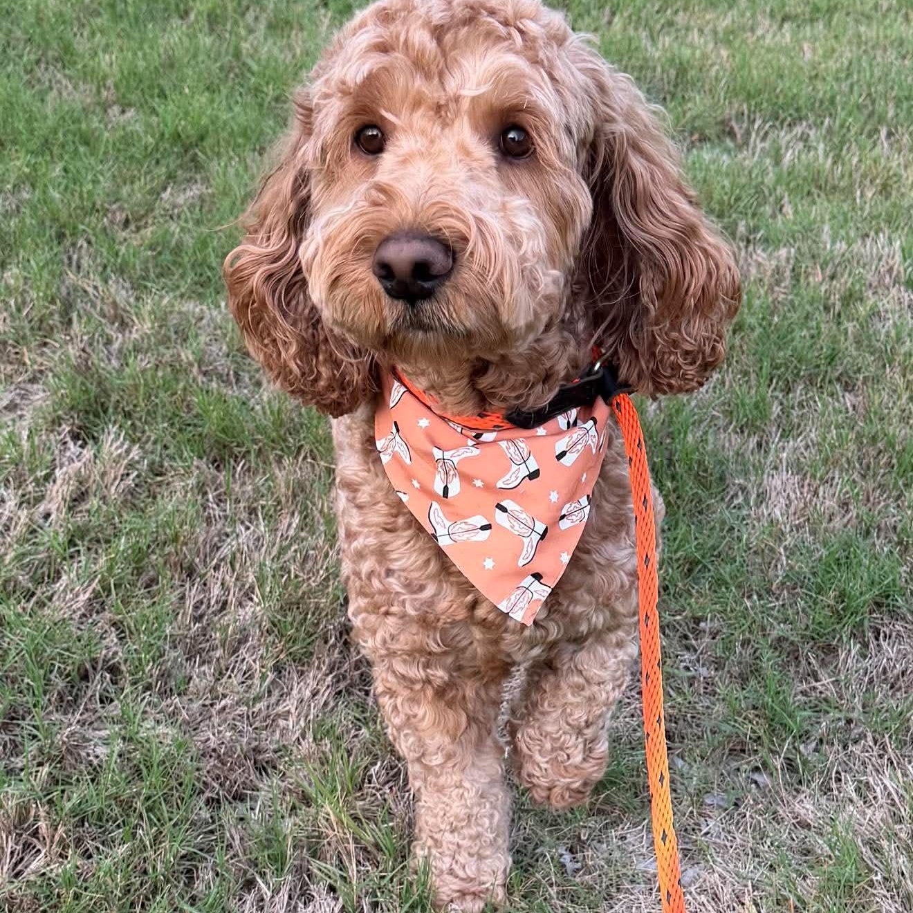 Enlarge BRUNO Doodle, a Adoptable mixed breed in Flower Mound, TX image 1/5