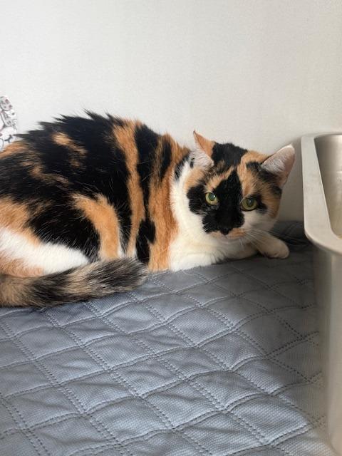 Nina, adopted, Young Female Domestic Short Hair.