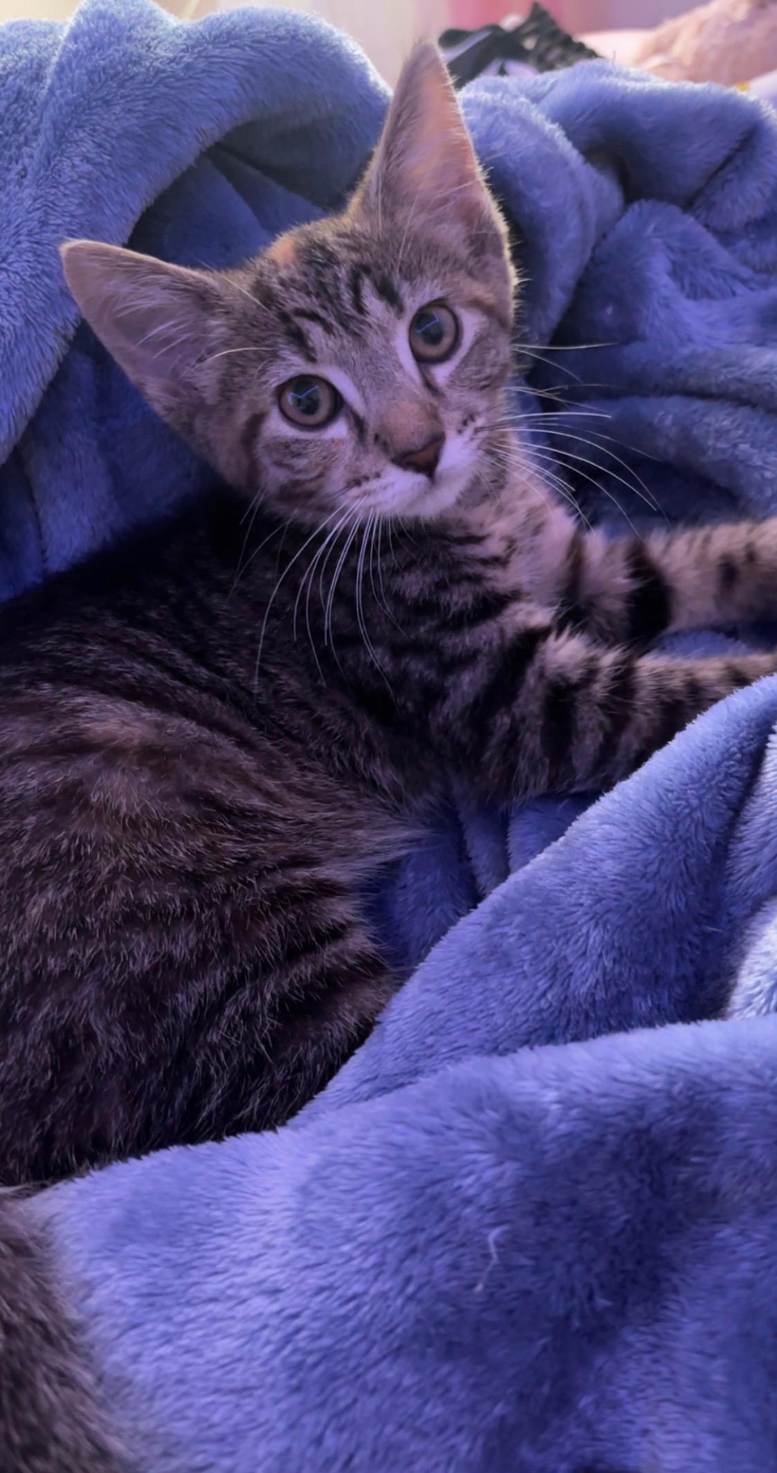 Enlarge Apple, a Adoptable American Shorthair in Morgantown, WV image 2/2