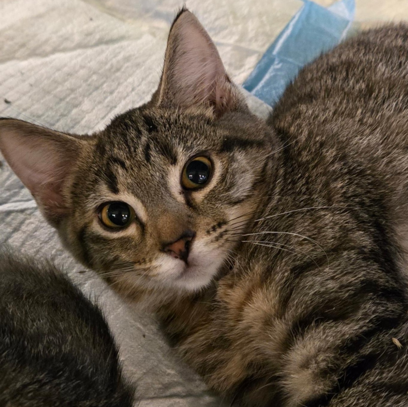 Enlarge Apple, a Adoptable American Shorthair in Morgantown, WV image 1/2