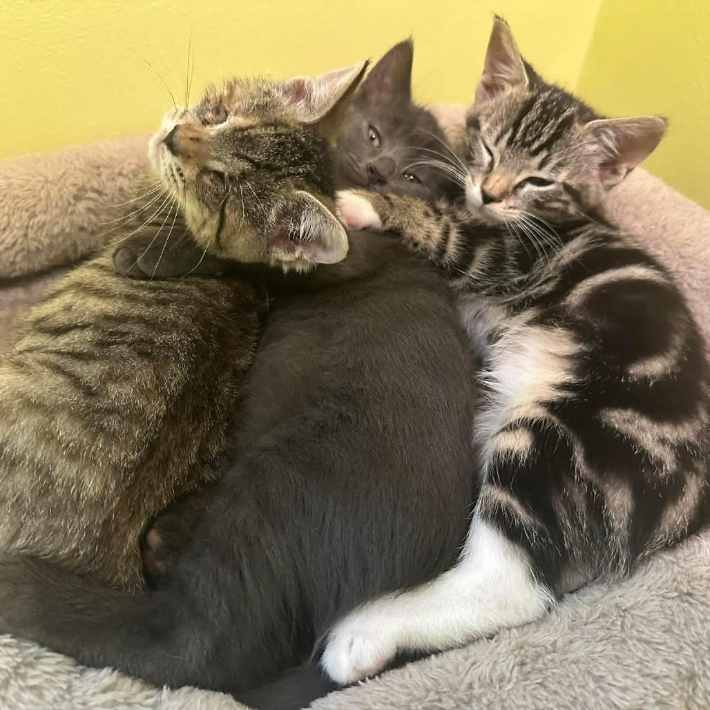 Enlarge Scout, a Adoptable American Shorthair in Hillsborough, NC image 1/5