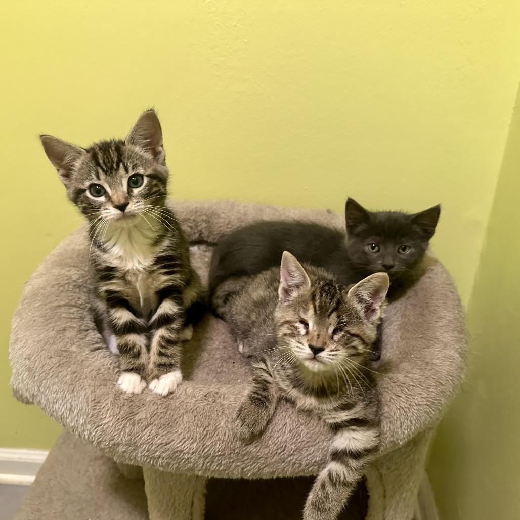 Enlarge Scout, a Adoptable American Shorthair in Hillsborough, NC image 2/5