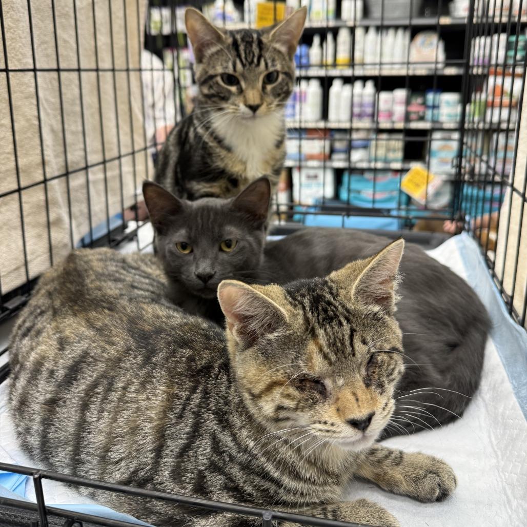 Enlarge Scout, a Adoptable American Shorthair in Hillsborough, NC image 4/5