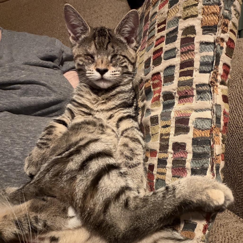 Enlarge Scout, a Adoptable American Shorthair in Hillsborough, NC image 5/5