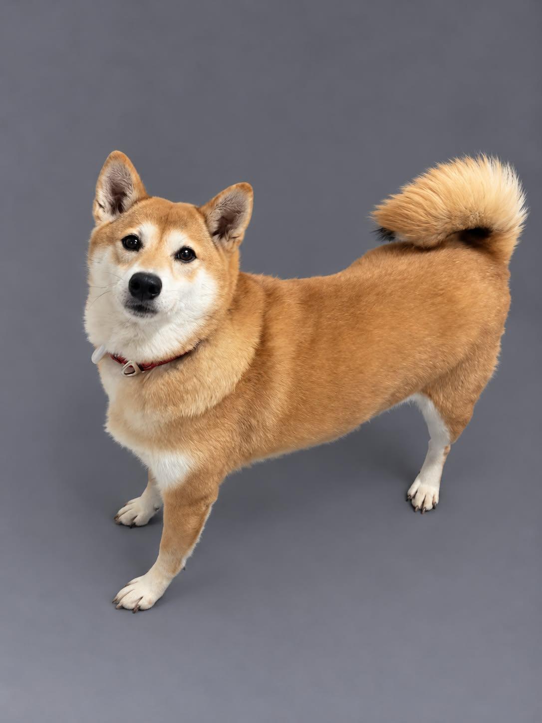 Chestnut, Adoptable, Senior Female Shiba Inu.