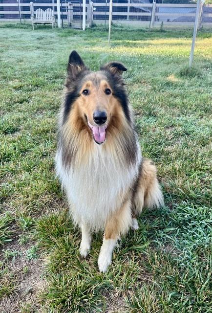 Elvis, Adoptable, Adult Male Collie.