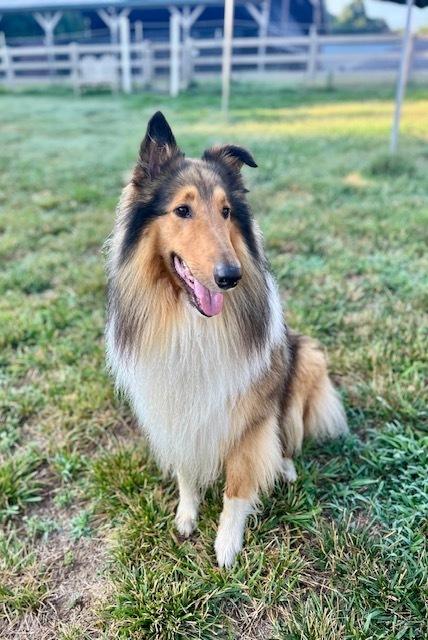 Enlarge Elvis, a Adoptable Collie in Mocksville, NC image 2/3