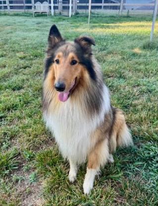 Enlarge Elvis, a Adoptable Collie in Mocksville, NC image 3/3
