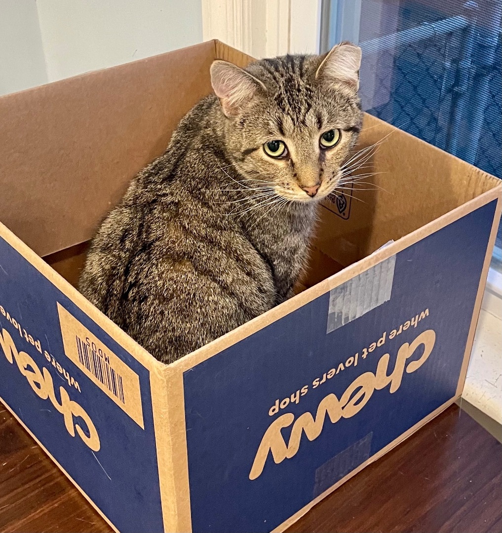 Wiley, Adoptable, Adult Male Tabby & Domestic Short Hair.