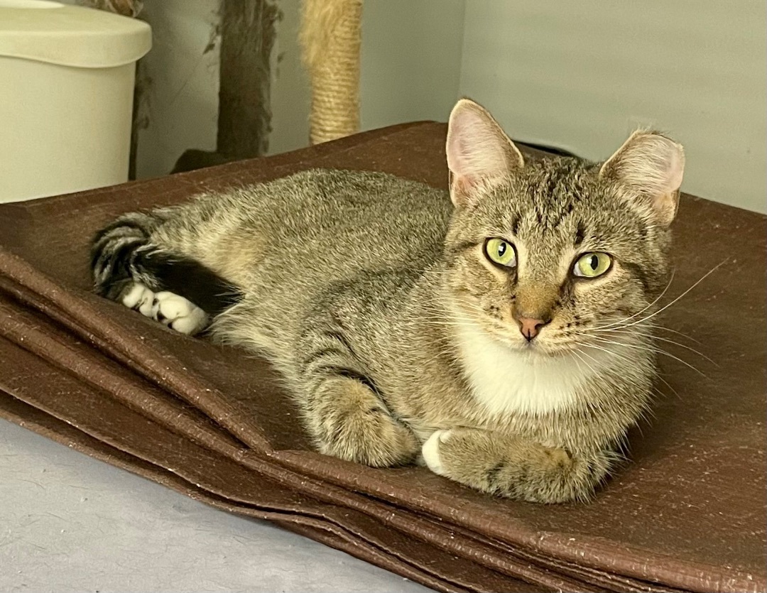 Wiley, a Adoptable mixed breed in Red Bank, NJ image 2/12