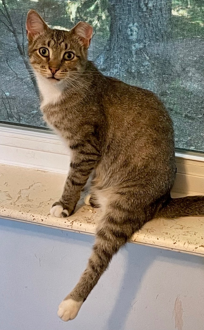 Wiley, a Adoptable mixed breed in Red Bank, NJ image 3/12