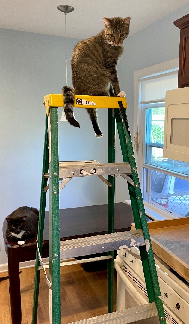 Wiley, a Adoptable mixed breed in Red Bank, NJ image 4/12