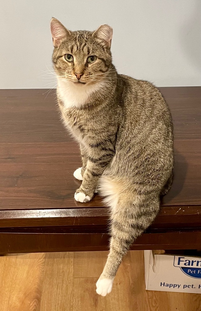 Wiley, a Adoptable mixed breed in Red Bank, NJ image 6/12