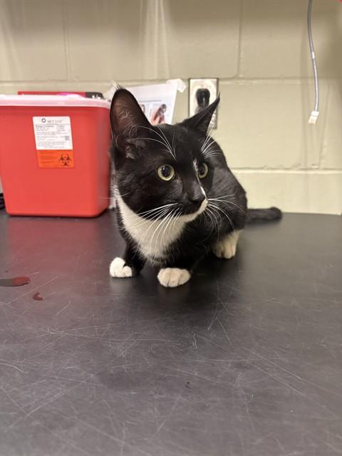 TC, Adoptable, Young Male Domestic Short Hair.