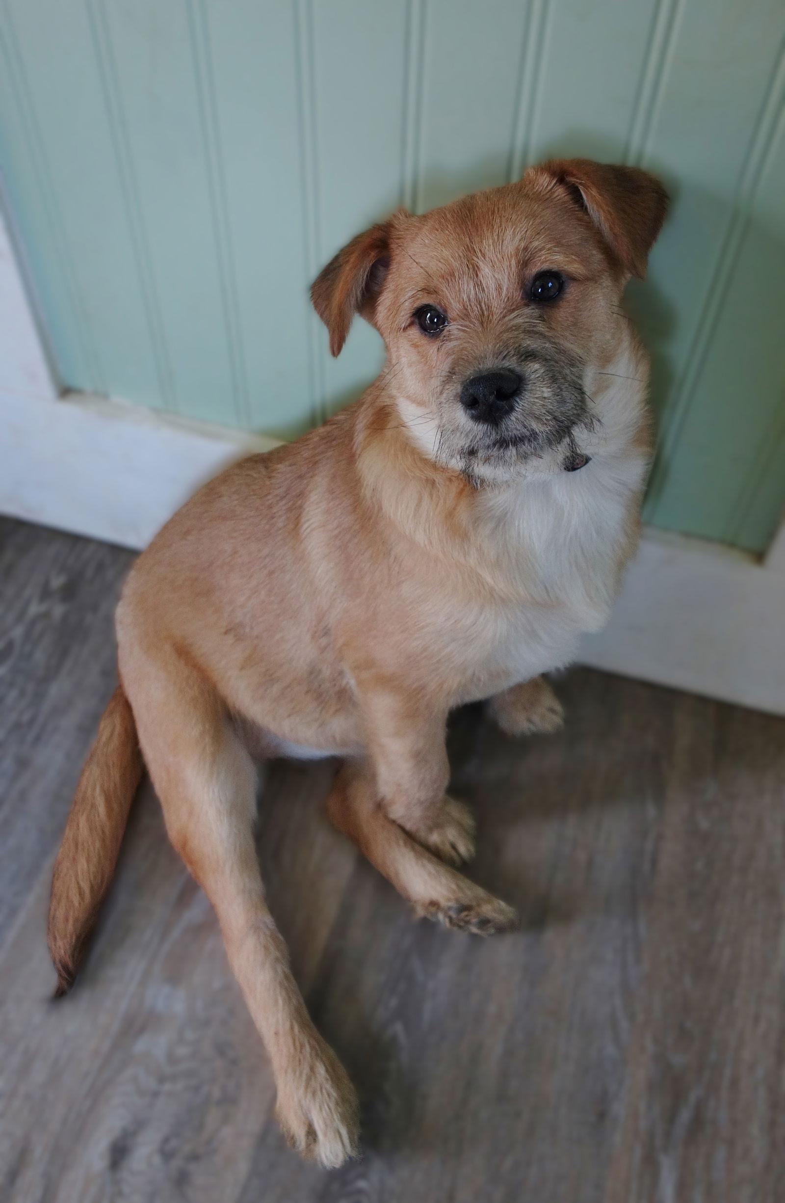 Enlarge Hattie, a Adopted mixed breed in Fort Thomas, KY image 1/3