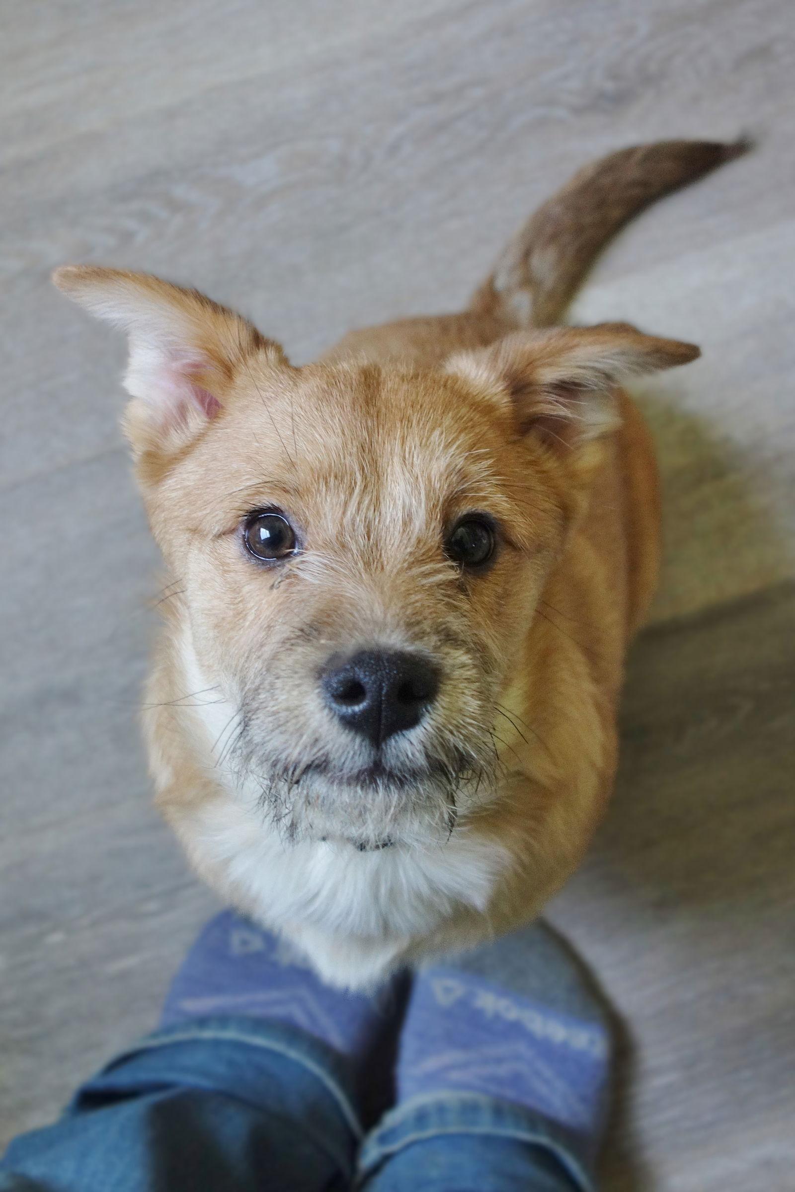 Enlarge Hattie, a Adopted mixed breed in Fort Thomas, KY image 2/3