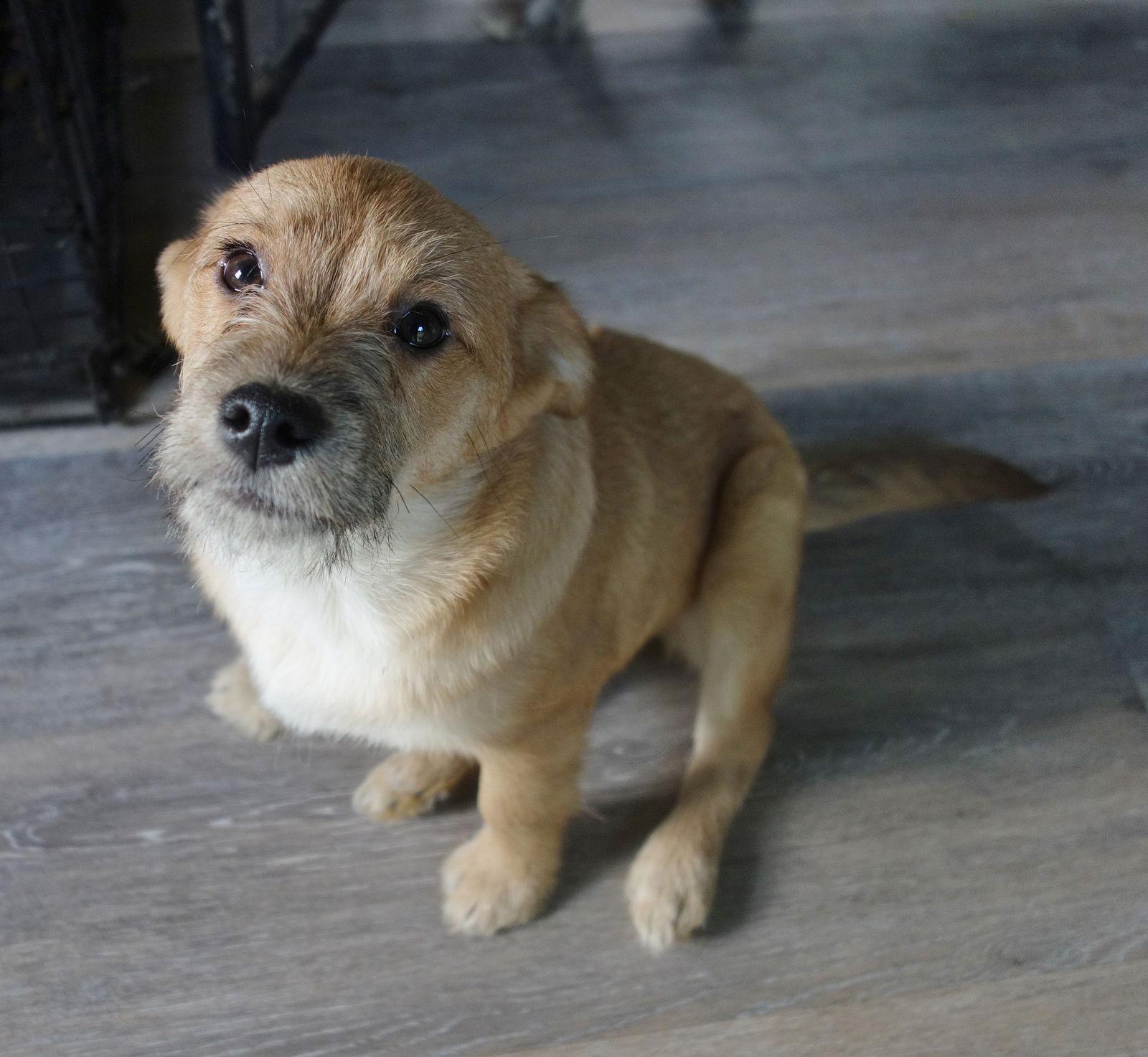 Enlarge Hattie, a Adopted mixed breed in Fort Thomas, KY image 3/3