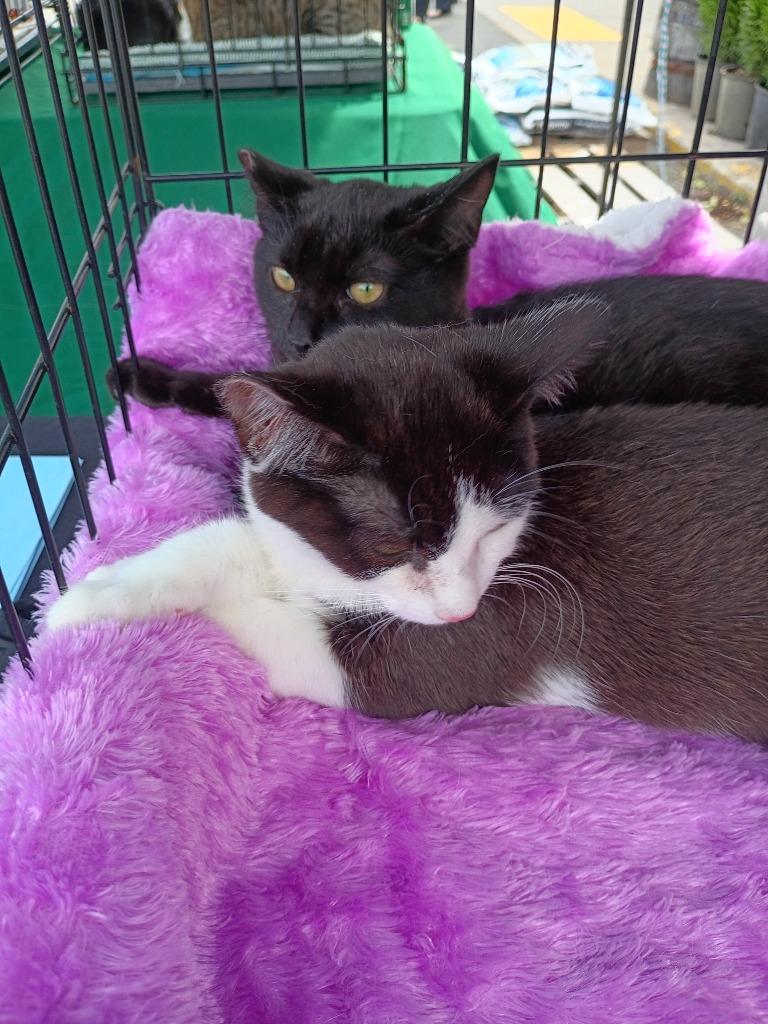 Pongo, Adopted, Kitten Female Domestic Short Hair.