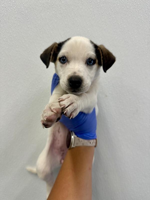 Kacey, Adoptable, Puppy Female Siberian Husky.