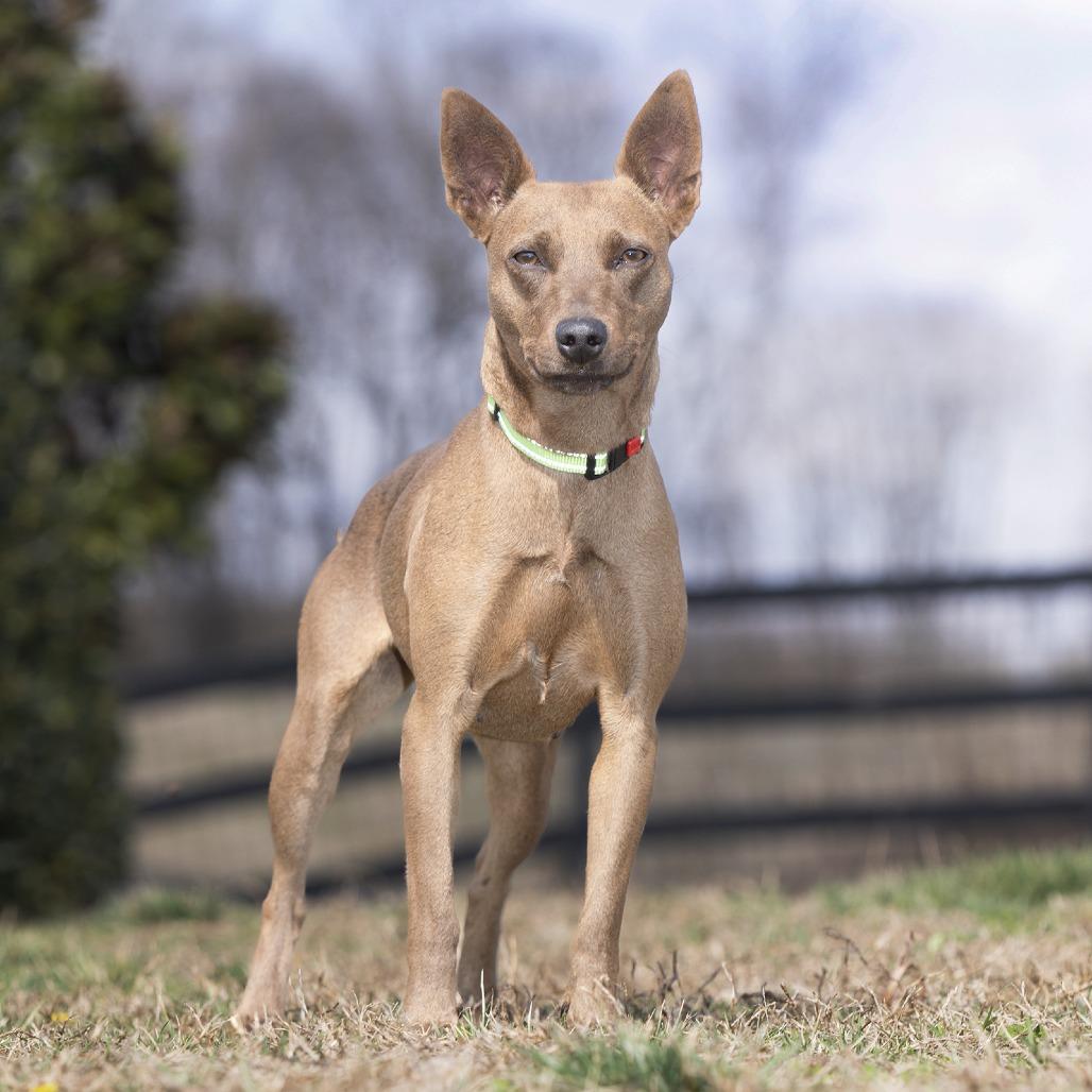 Fajita — thumbnail 2