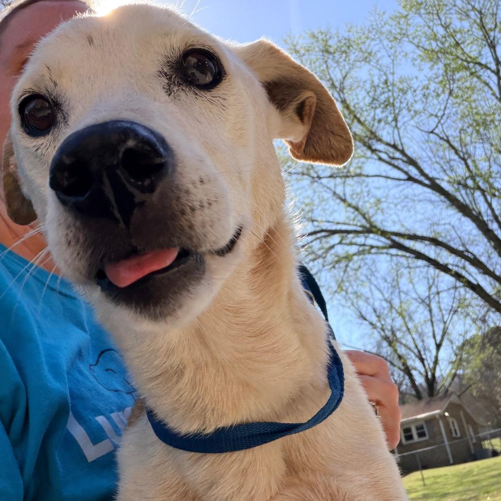 Lucille, Adoptable, Senior Female Terrier.