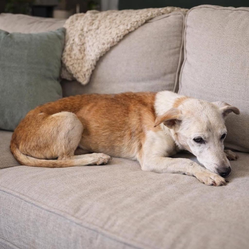 Enlarge Lucille, a Adoptable Terrier in Huntsville, AL image 2/6