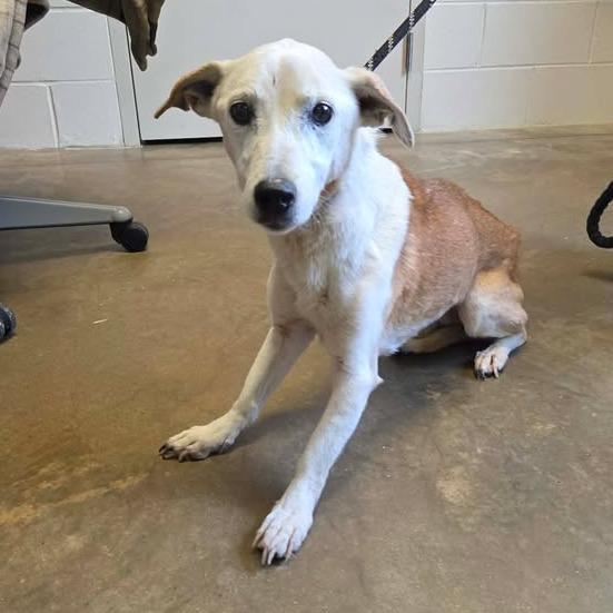 Enlarge Lucille, a Adoptable Terrier in Huntsville, AL image 3/6