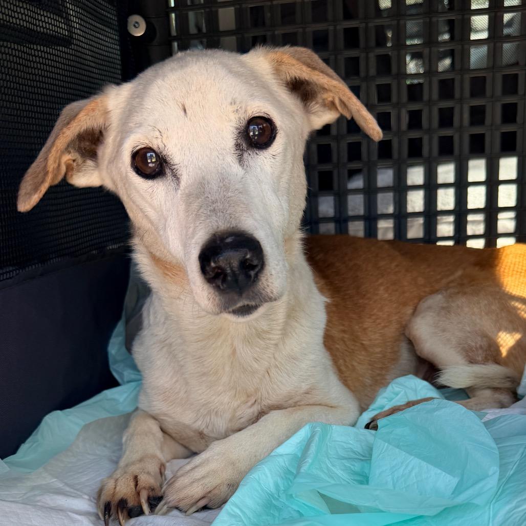 Enlarge Lucille, a Adoptable Terrier in Huntsville, AL image 4/6
