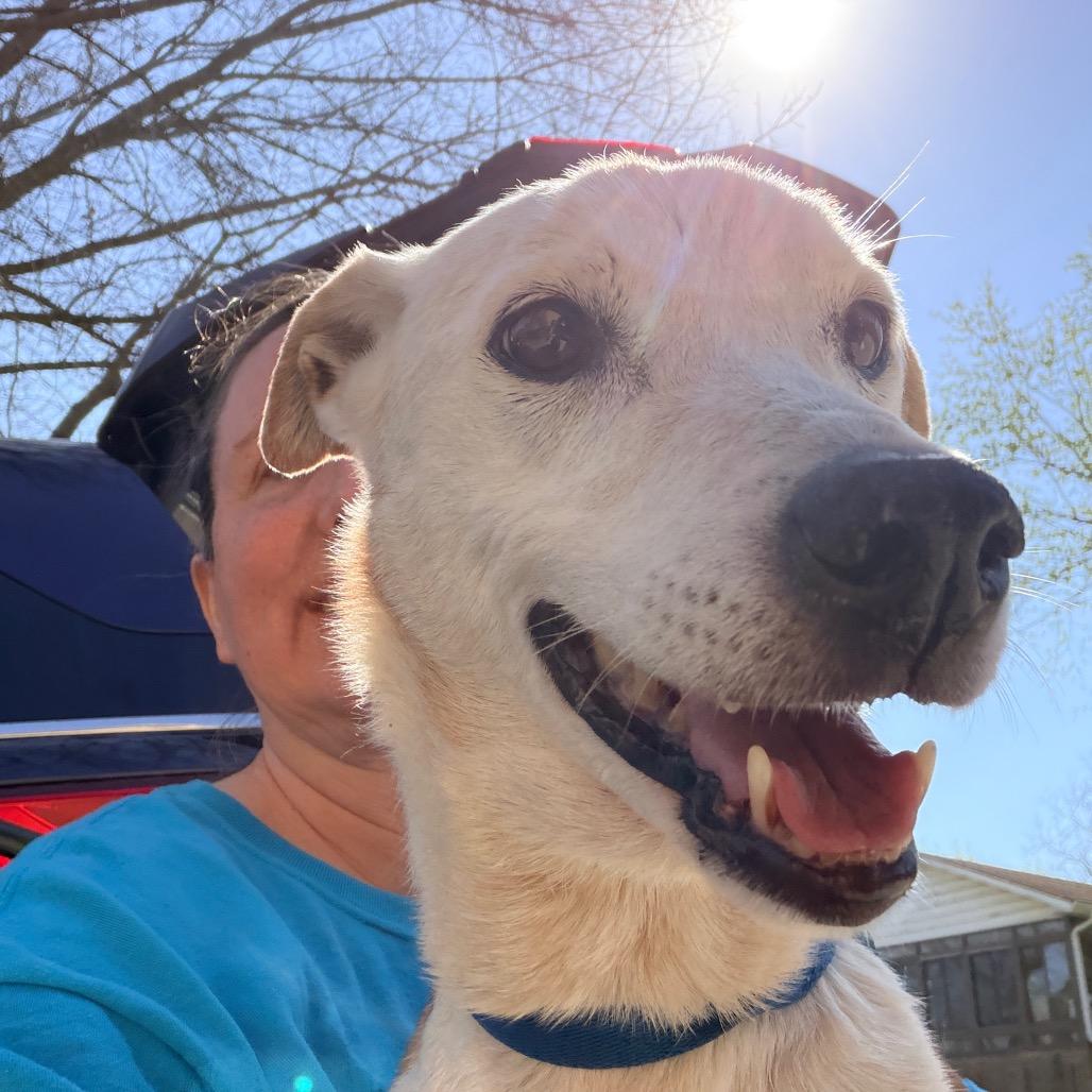 Enlarge Lucille, a Adoptable Terrier in Huntsville, AL image 5/6