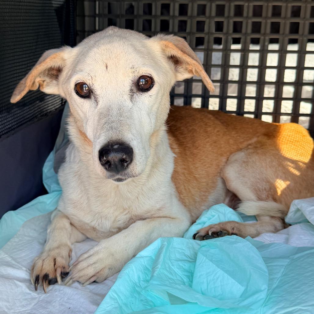 Enlarge Lucille, a Adoptable Terrier in Huntsville, AL image 6/6