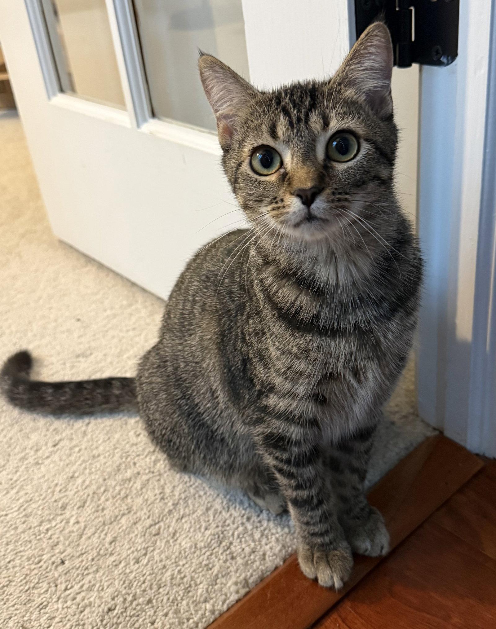 Enlarge Nemo, a Adoptable Domestic Short Hair in Reston, VA image 1/3