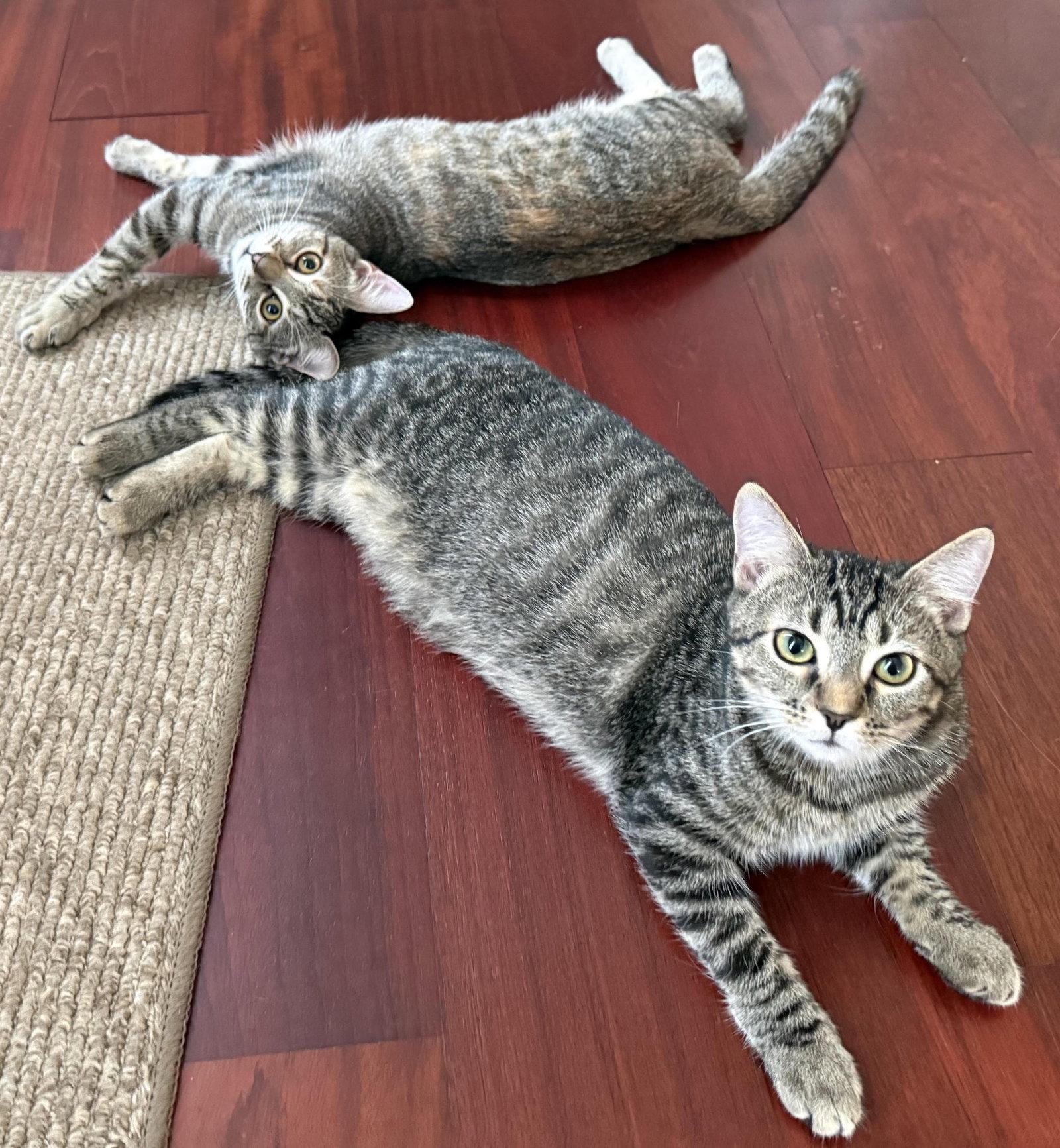 Enlarge Nemo, a Adoptable Domestic Short Hair in Reston, VA image 2/3