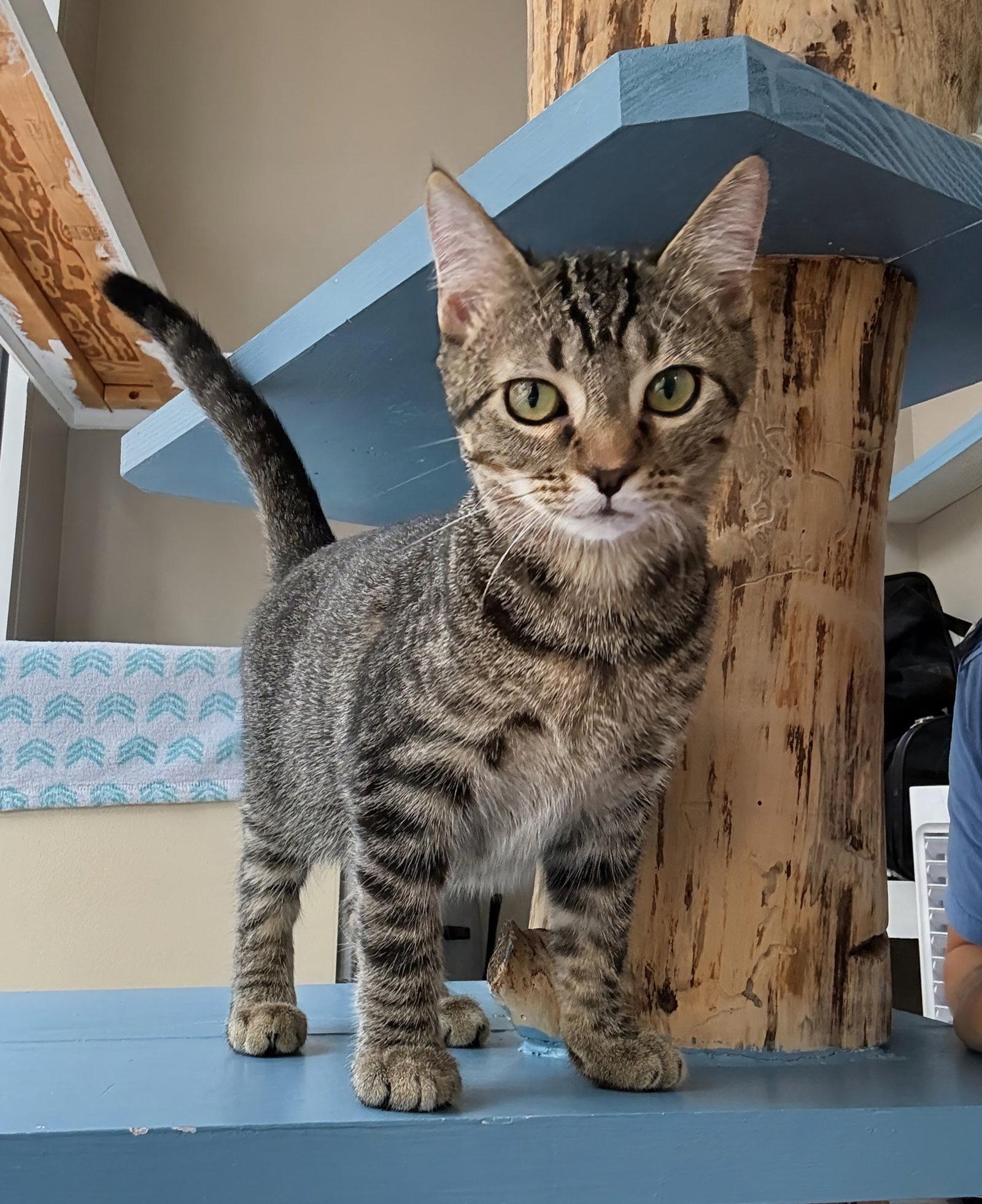 Enlarge Nemo, a Adoptable Domestic Short Hair in Reston, VA image 3/3