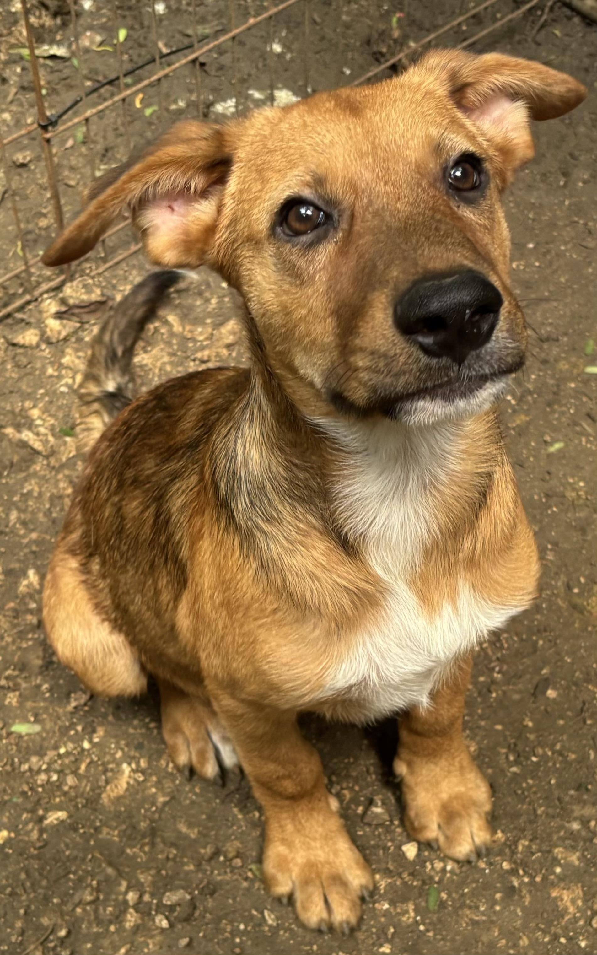 Enlarge James, a Adoptable mixed breed in West Haven, CT image 2/2