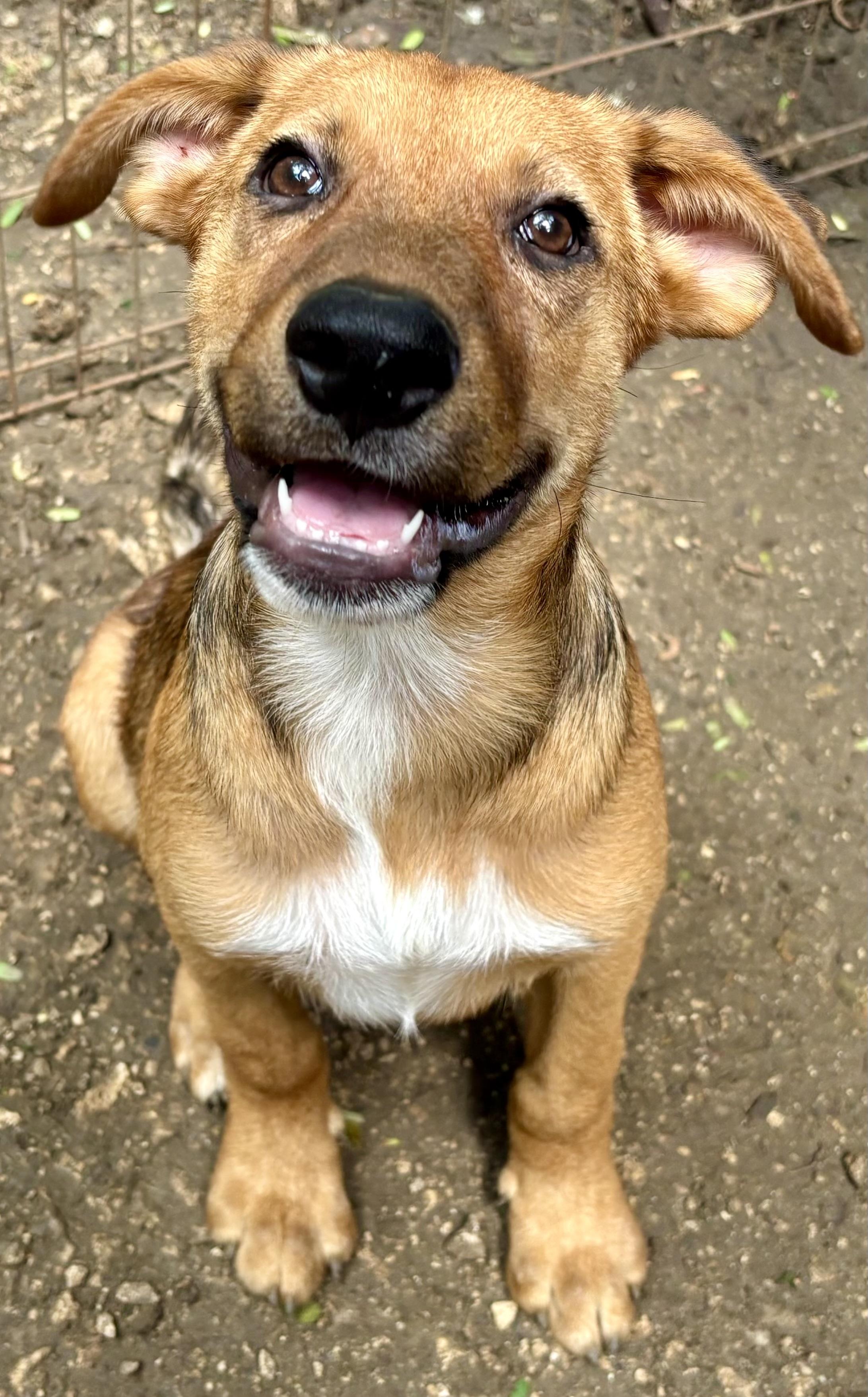 James, Adoptable, Puppy Male German Shepherd Dog.
