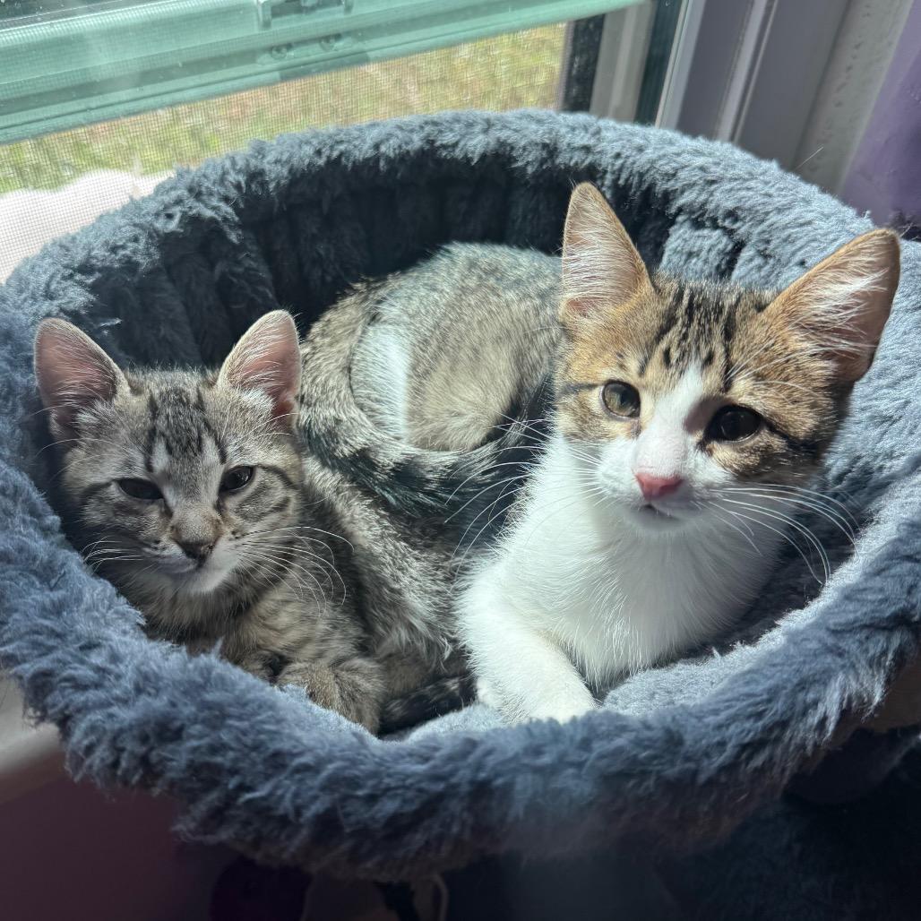 Honey Bun, Adoptable, Kitten Female Domestic Short Hair.