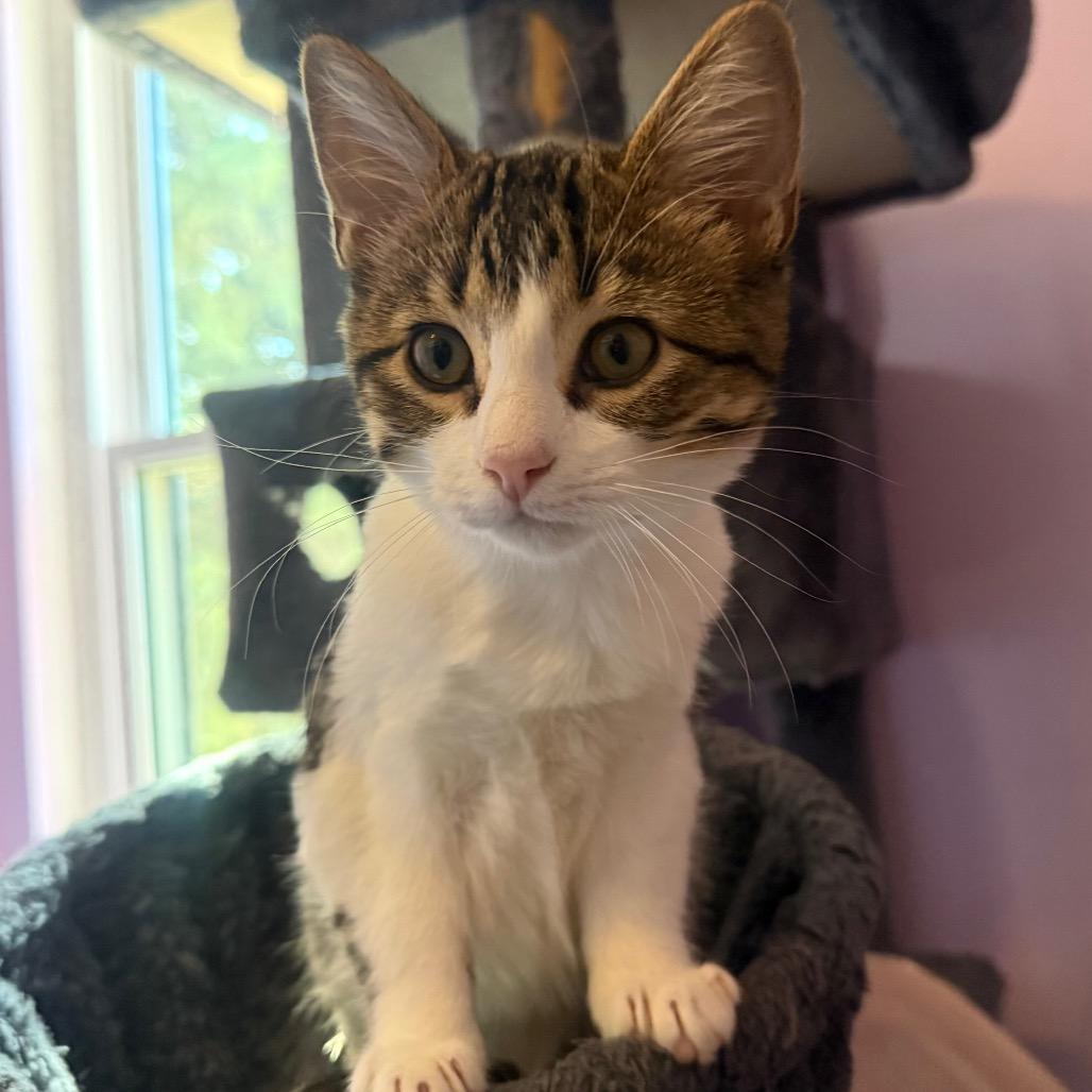 Enlarge Honey Bun, a Adoptable Domestic Short Hair in Boulder, CO image 6/6