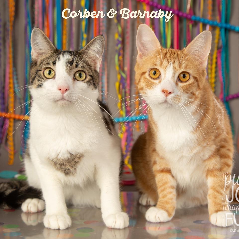 Corbin, Adoptable, Young Male Domestic Short Hair.