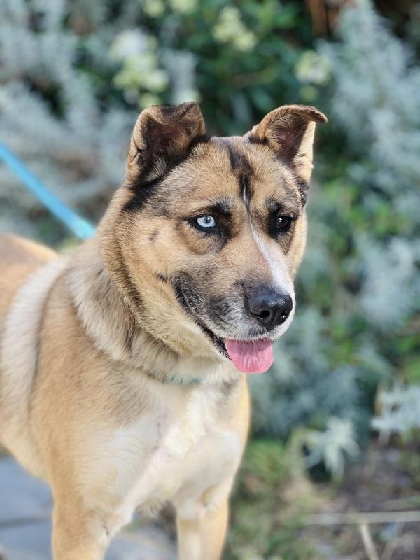 Freya, a Adoptable mixed breed in Monterey, CA image 1/6